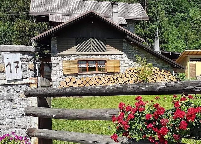 Abete Bianco Auronzo di Cadore